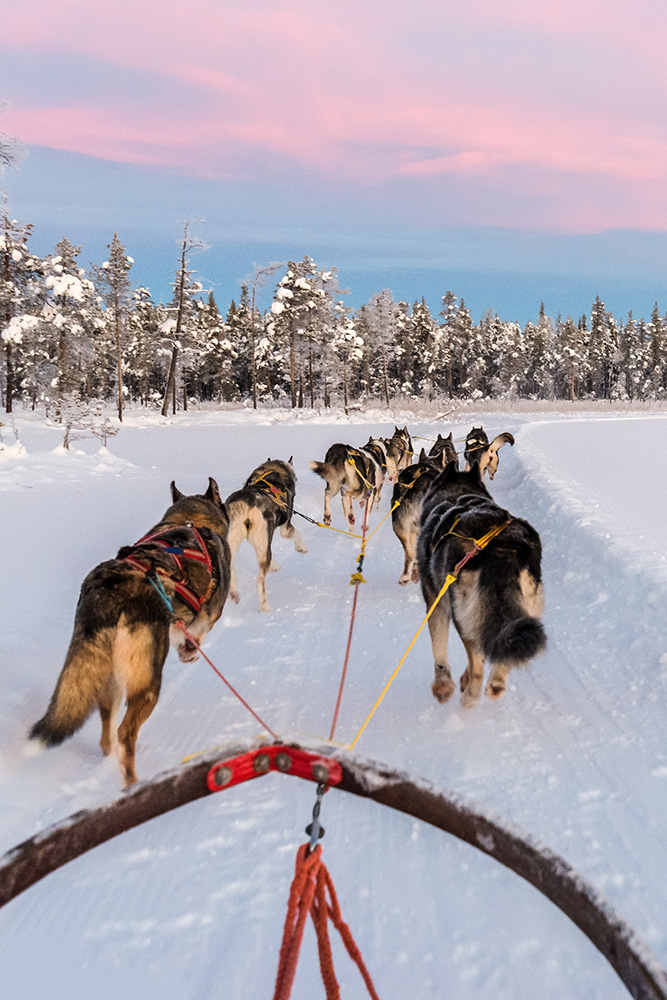 Traineau à chien en Ssuède