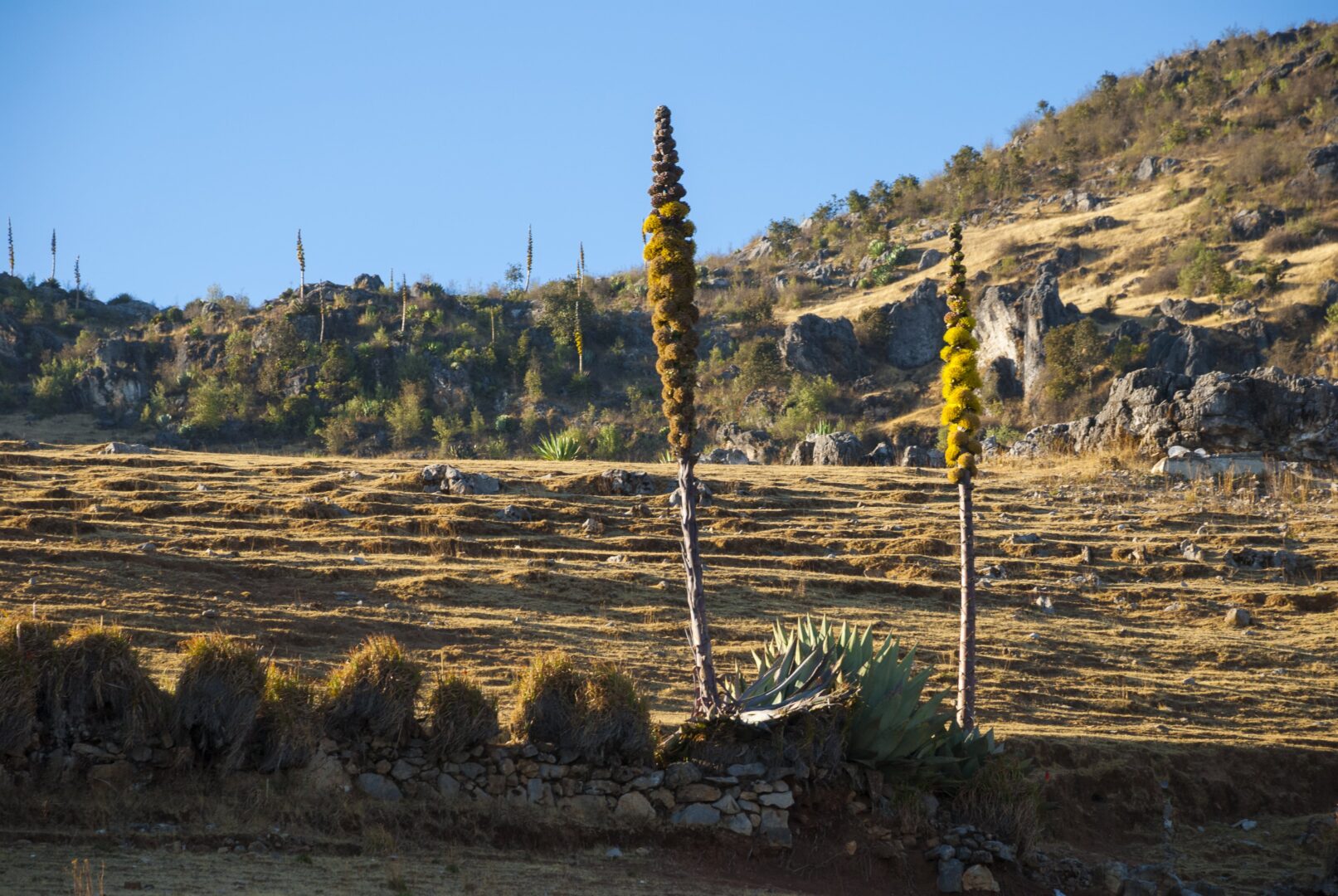 À cheval dans la Sierra De Los Cichumatanes