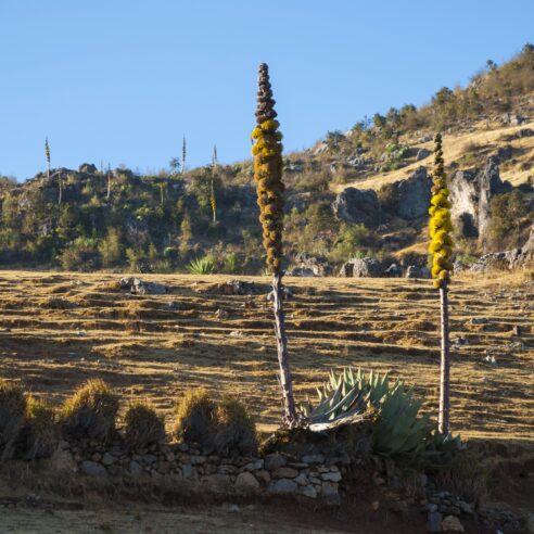 Guatemala