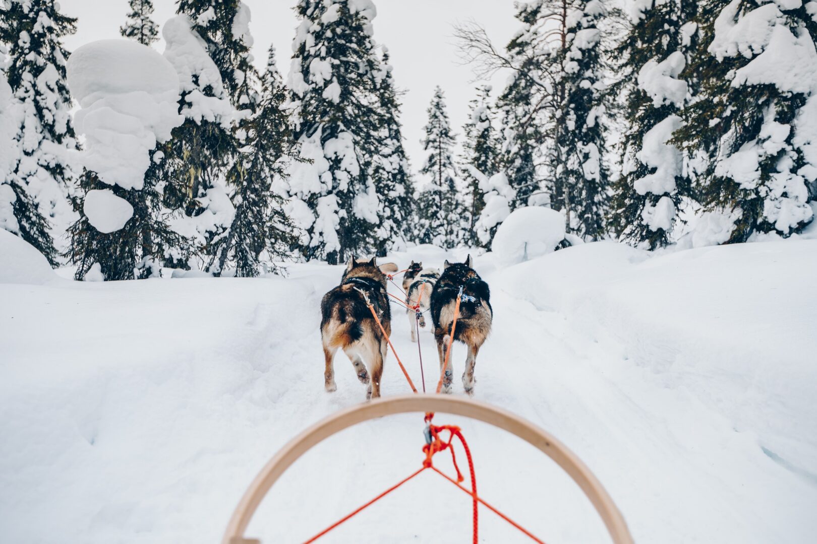 Balade avec les chiens de traineaux en Slovénie