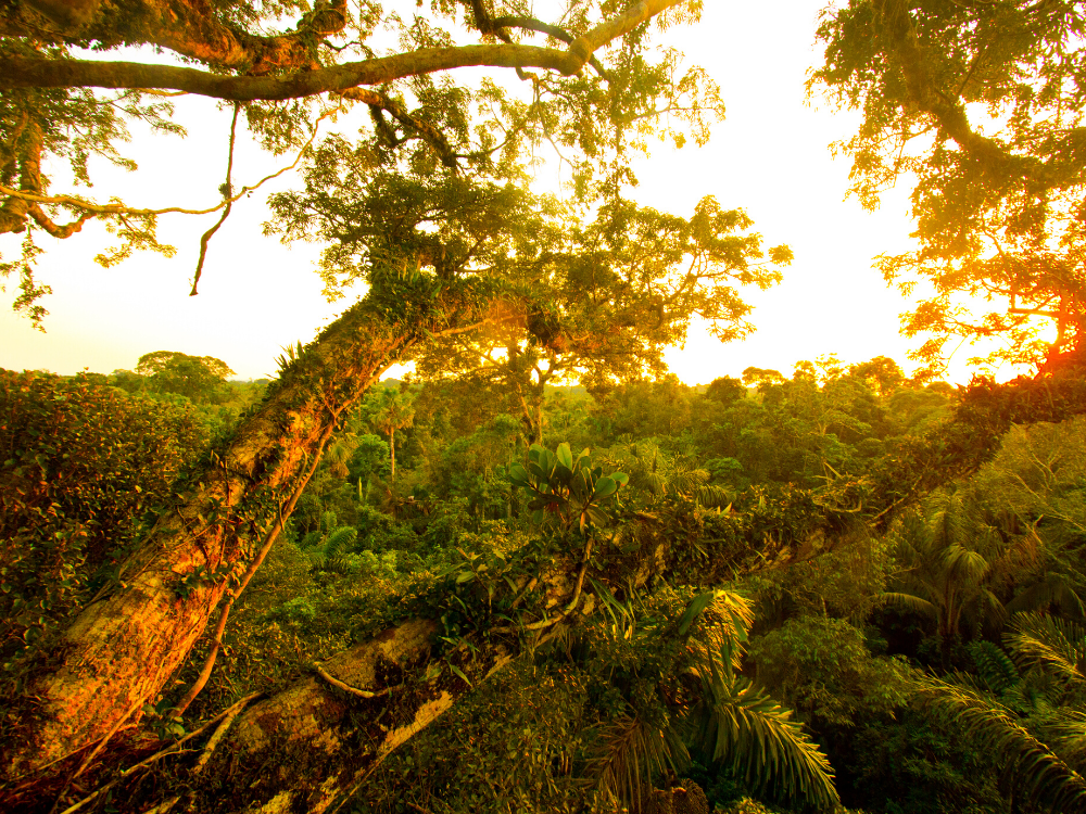 Participer à la reforestation