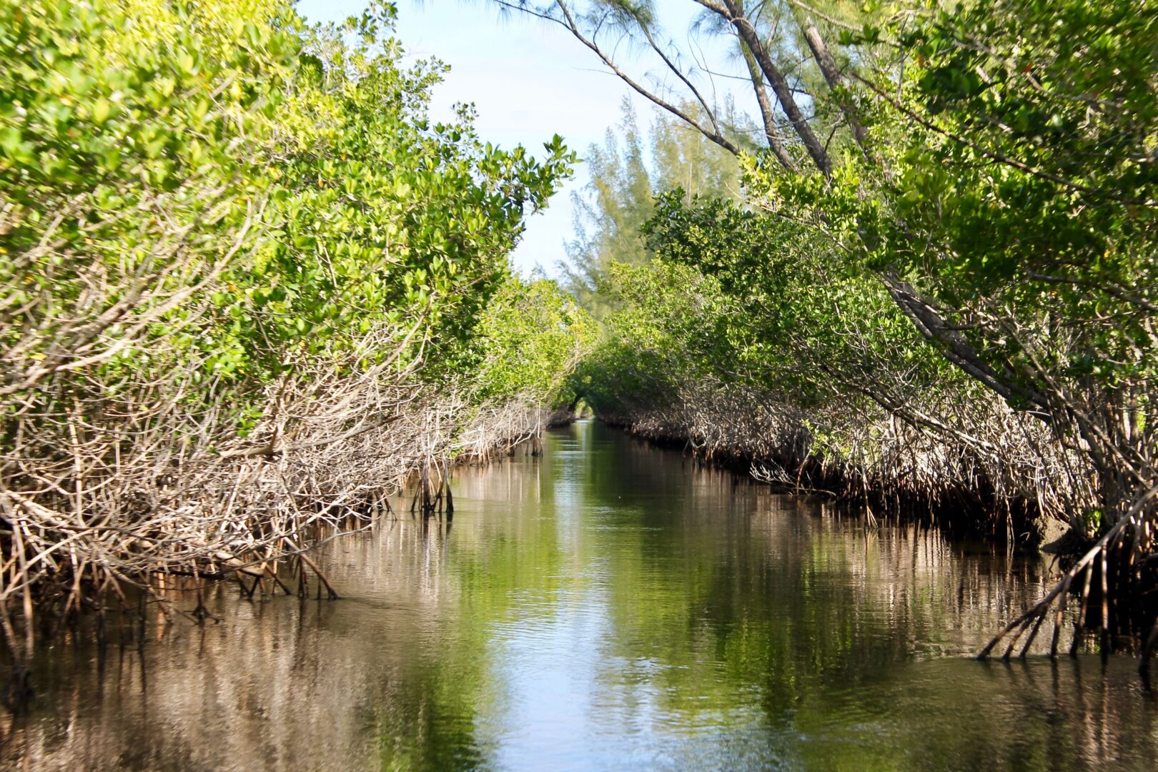Eco-Kayak dans les Everglades
