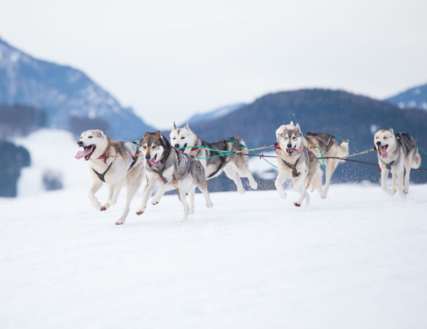 Balade avec les chiens de traîneau