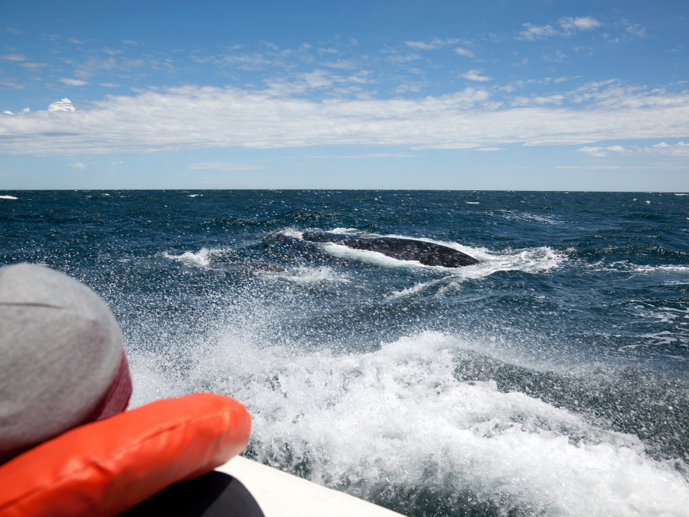 Ile Carlos III et ses baleines