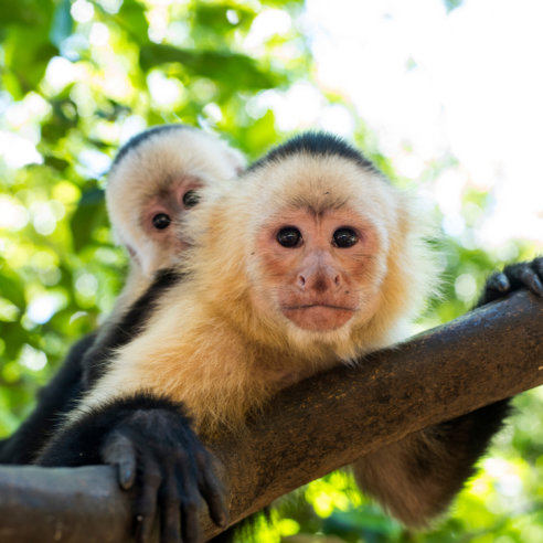 Nos expériences insolites au Costa Rica