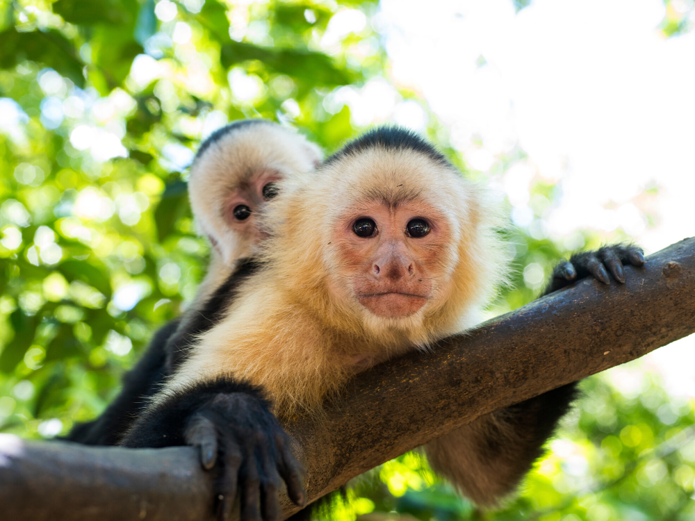Trek dans la jungle costaricaine