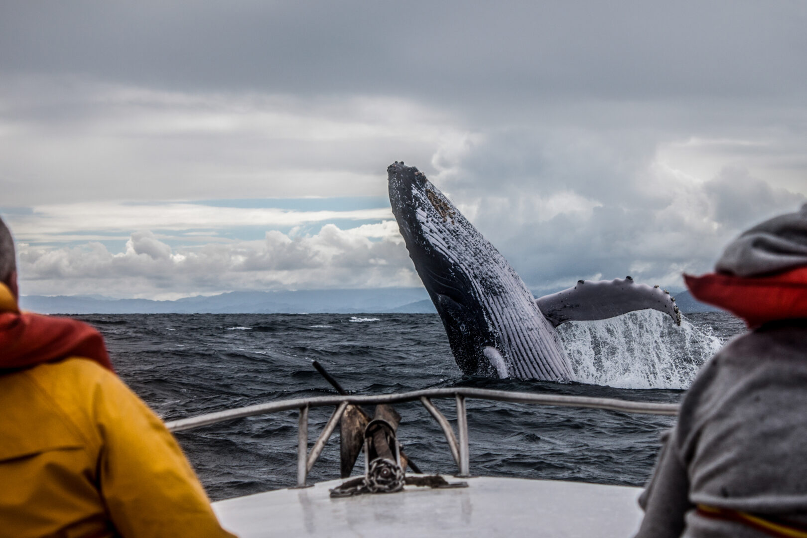 À la rencontre des baleines de Tadoussac