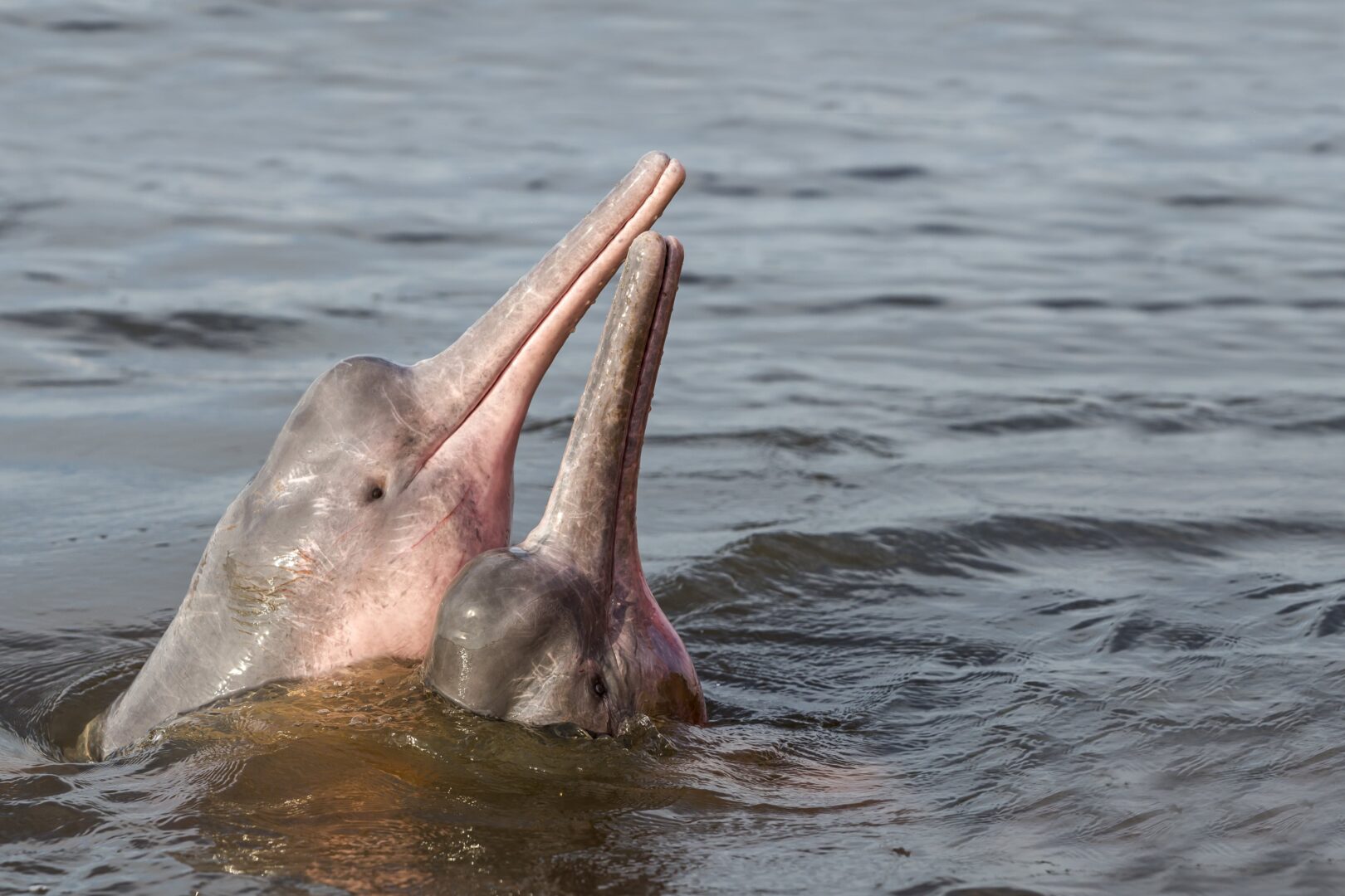 Nager avec les dauphins roses