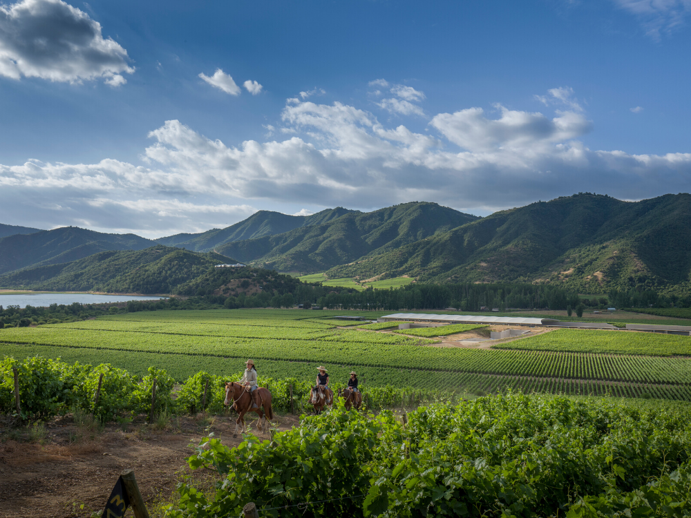 Dans le secret des vins du Clos Lapostolle
