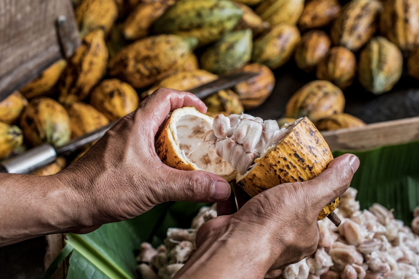 Avec les cultivateurs de café et cacao bio