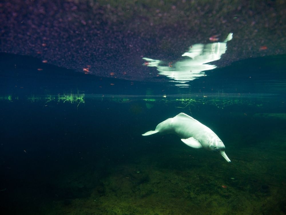Dauphins roses d’Amazonie