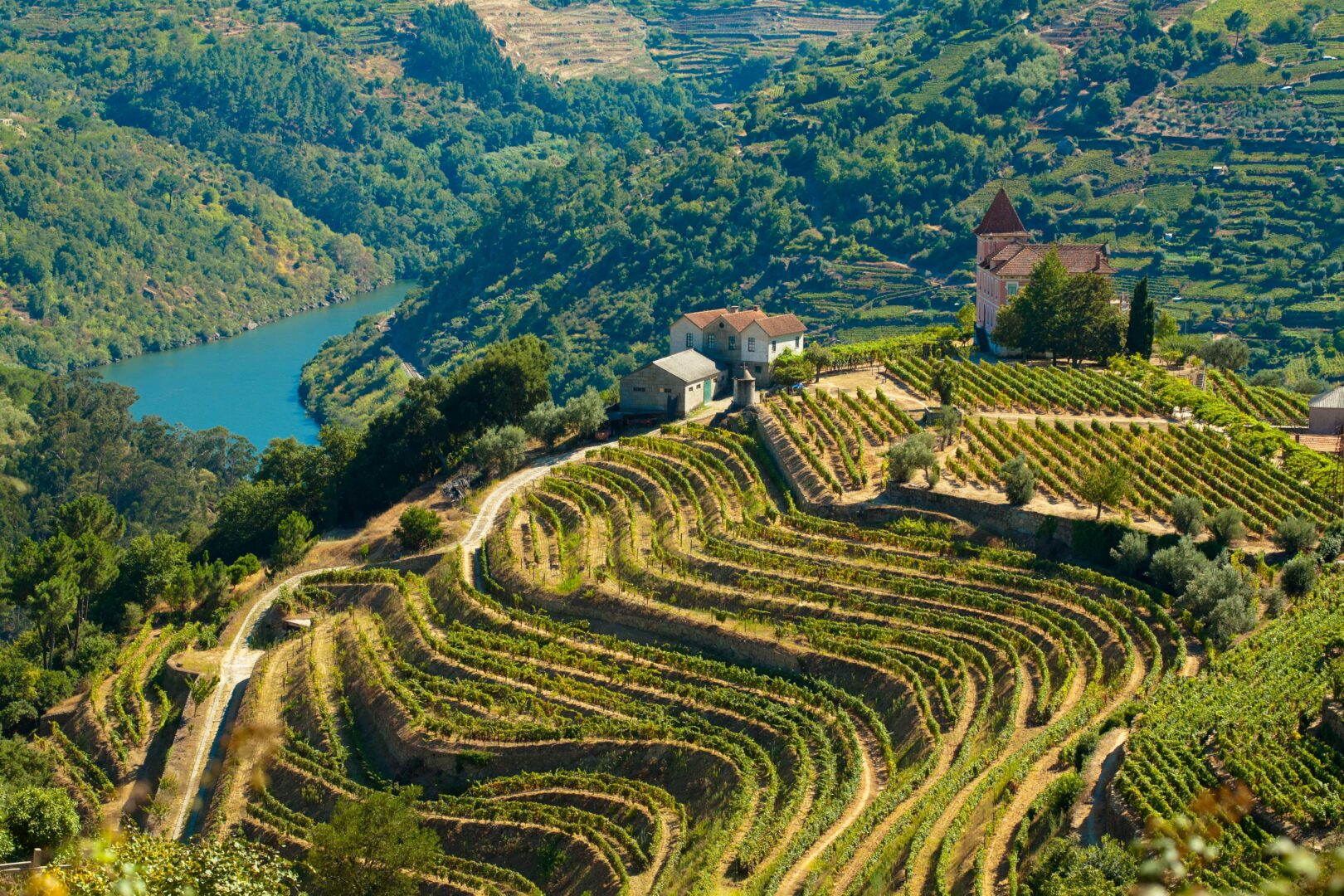 Déjeuner champêtre au milieu des vignes du Douro