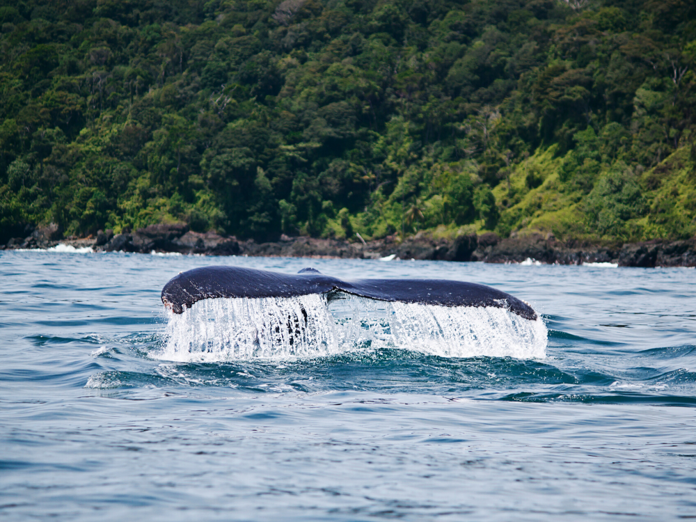 Danse avec les baleines