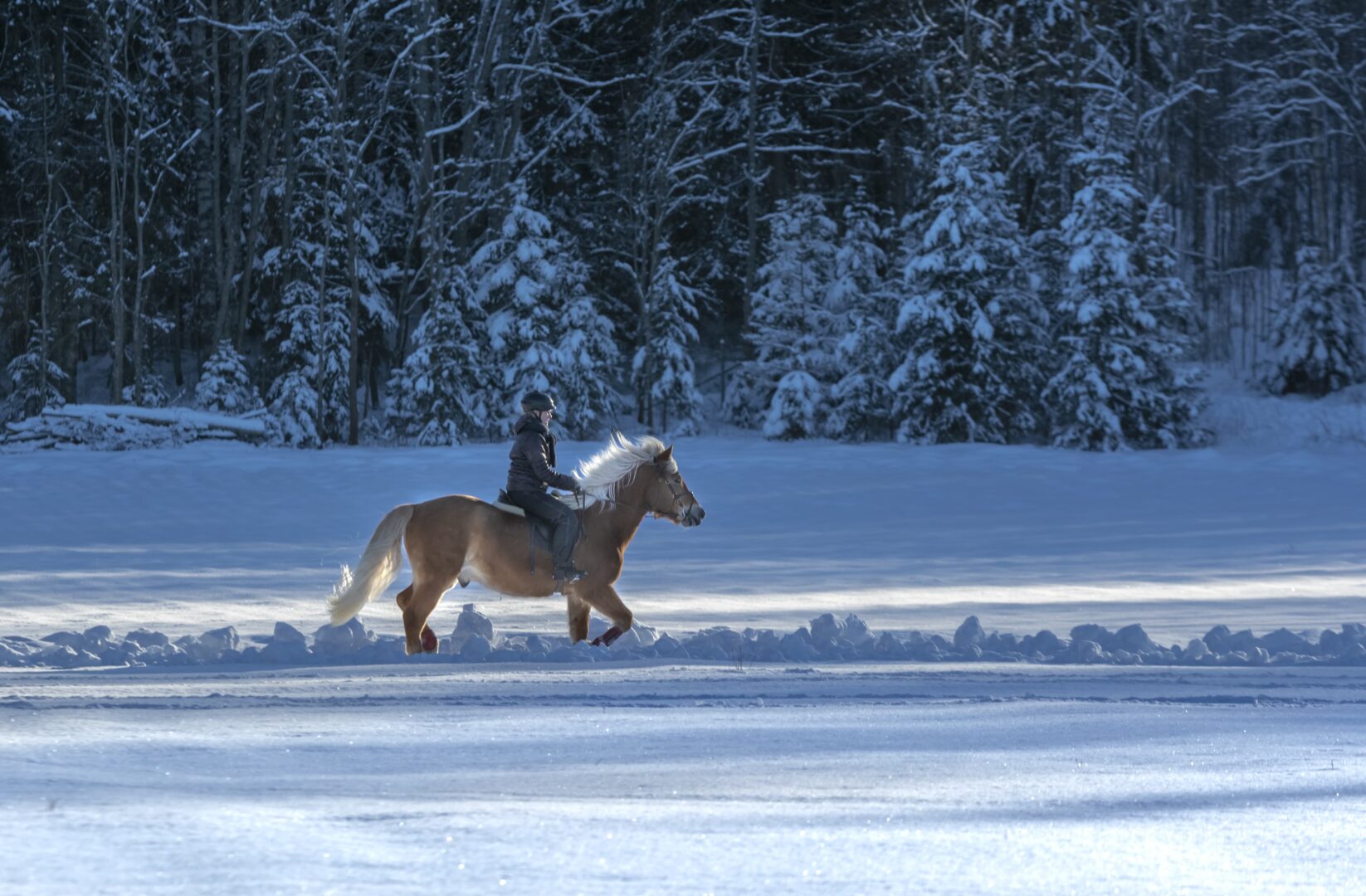 A cheval dans la neige