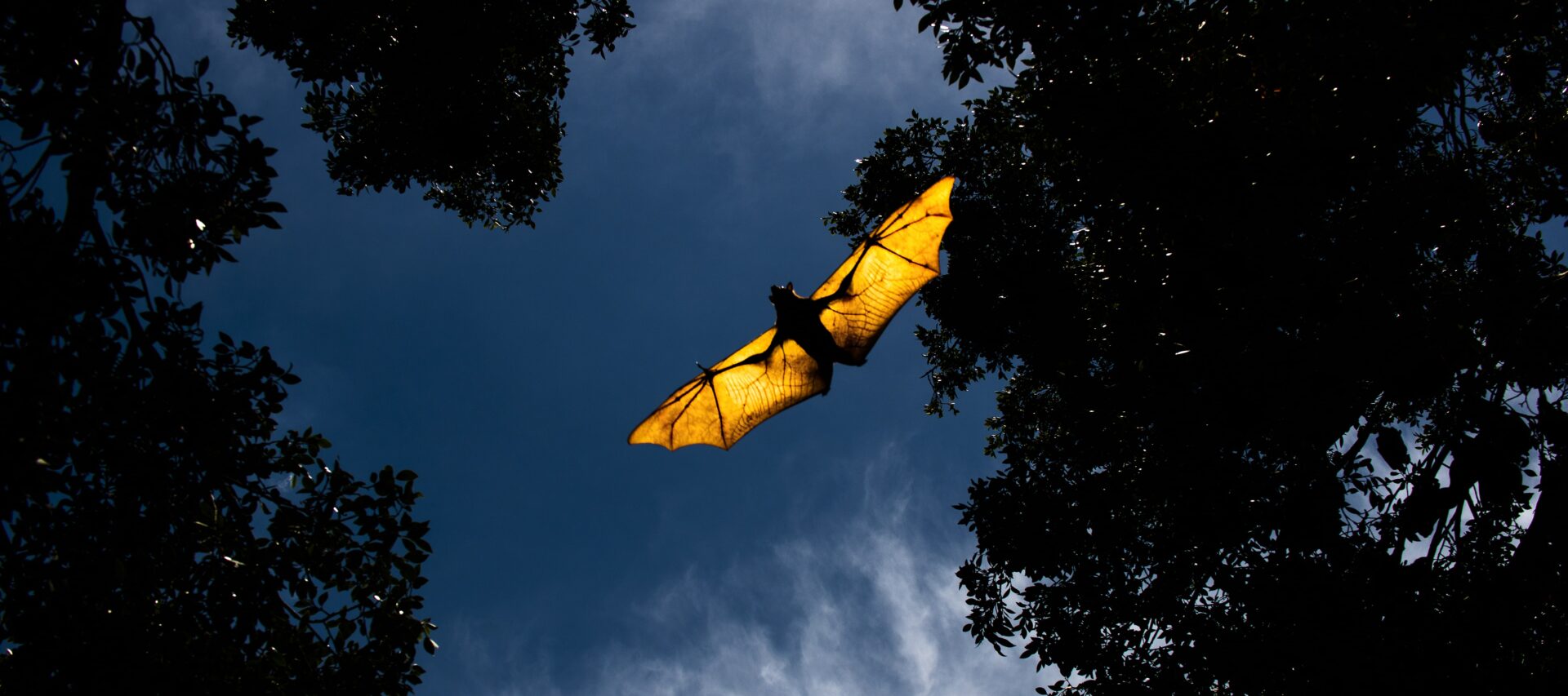 Night Wings Project