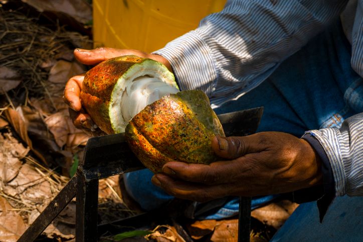 Dans les plantations de cacao