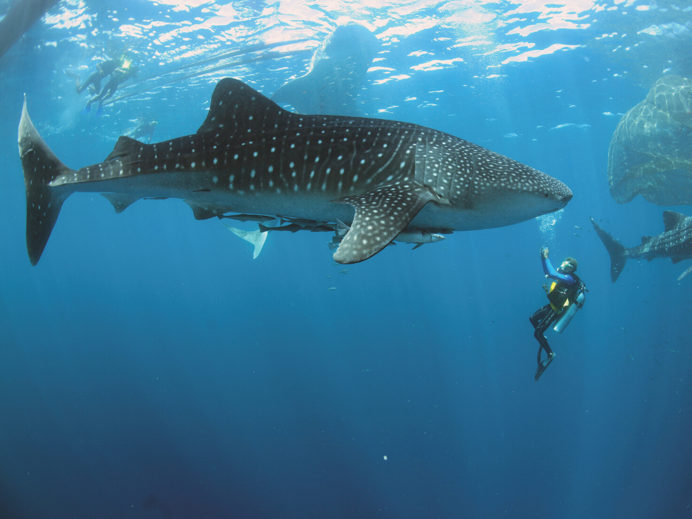 Plongée avec les requins baleines