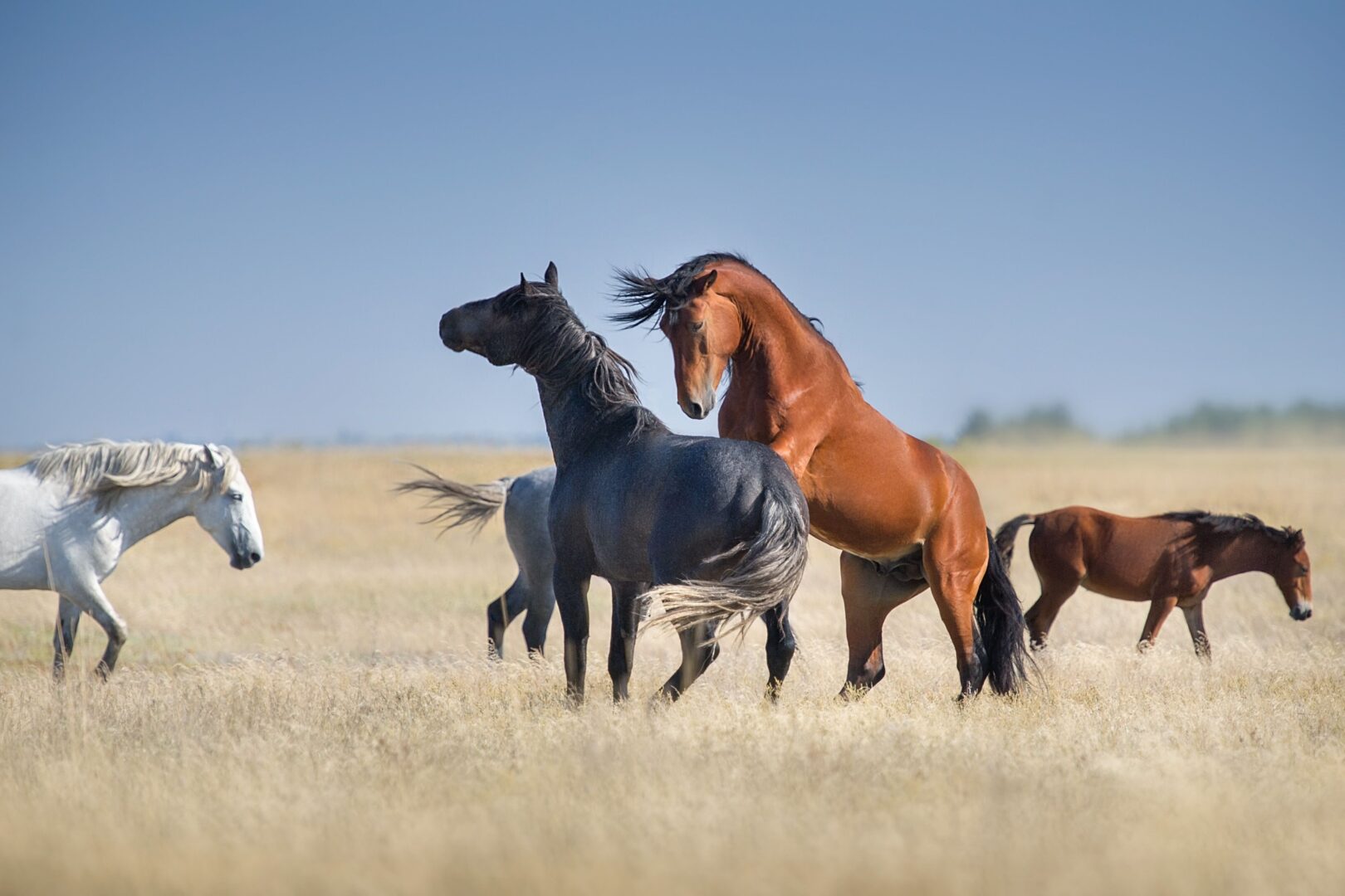 Rencontre avec les Mustangs