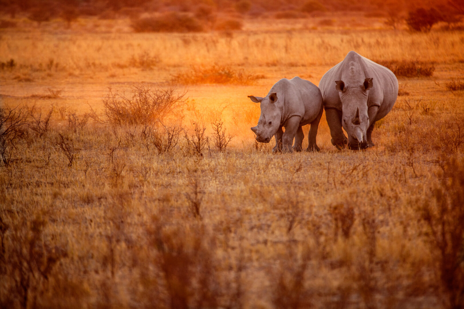 Rhino tracking