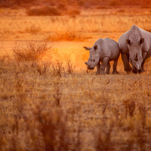 Namibie