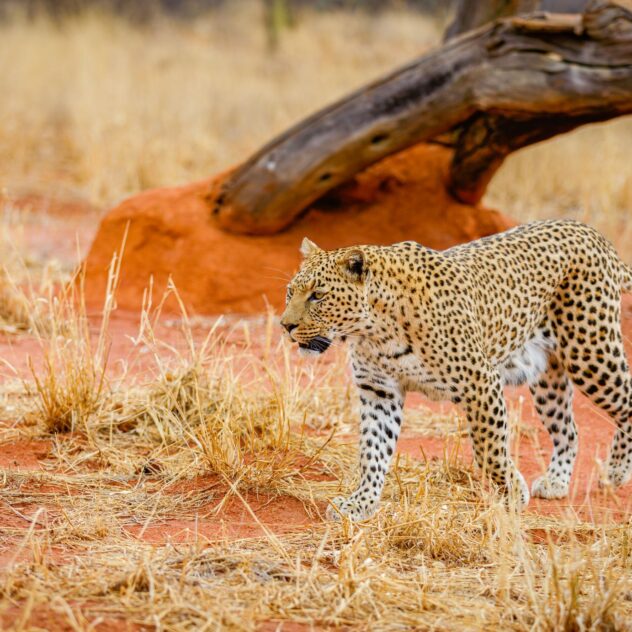 Namibie