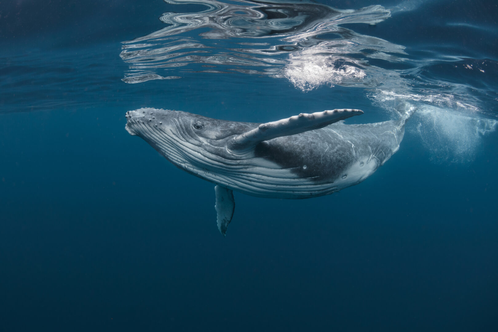 Nager avec les baleines