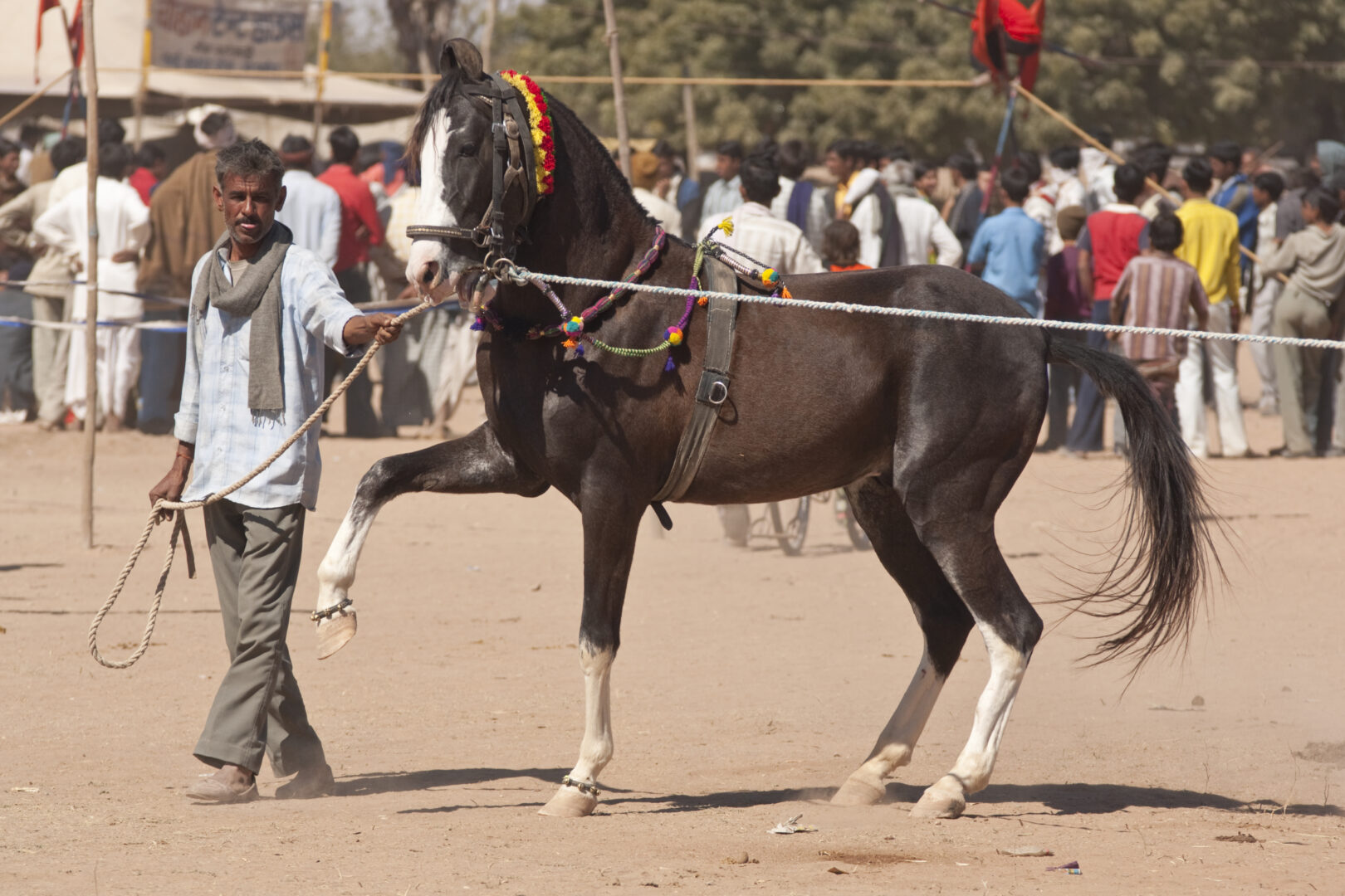 Avec les chevaux des Maharajas