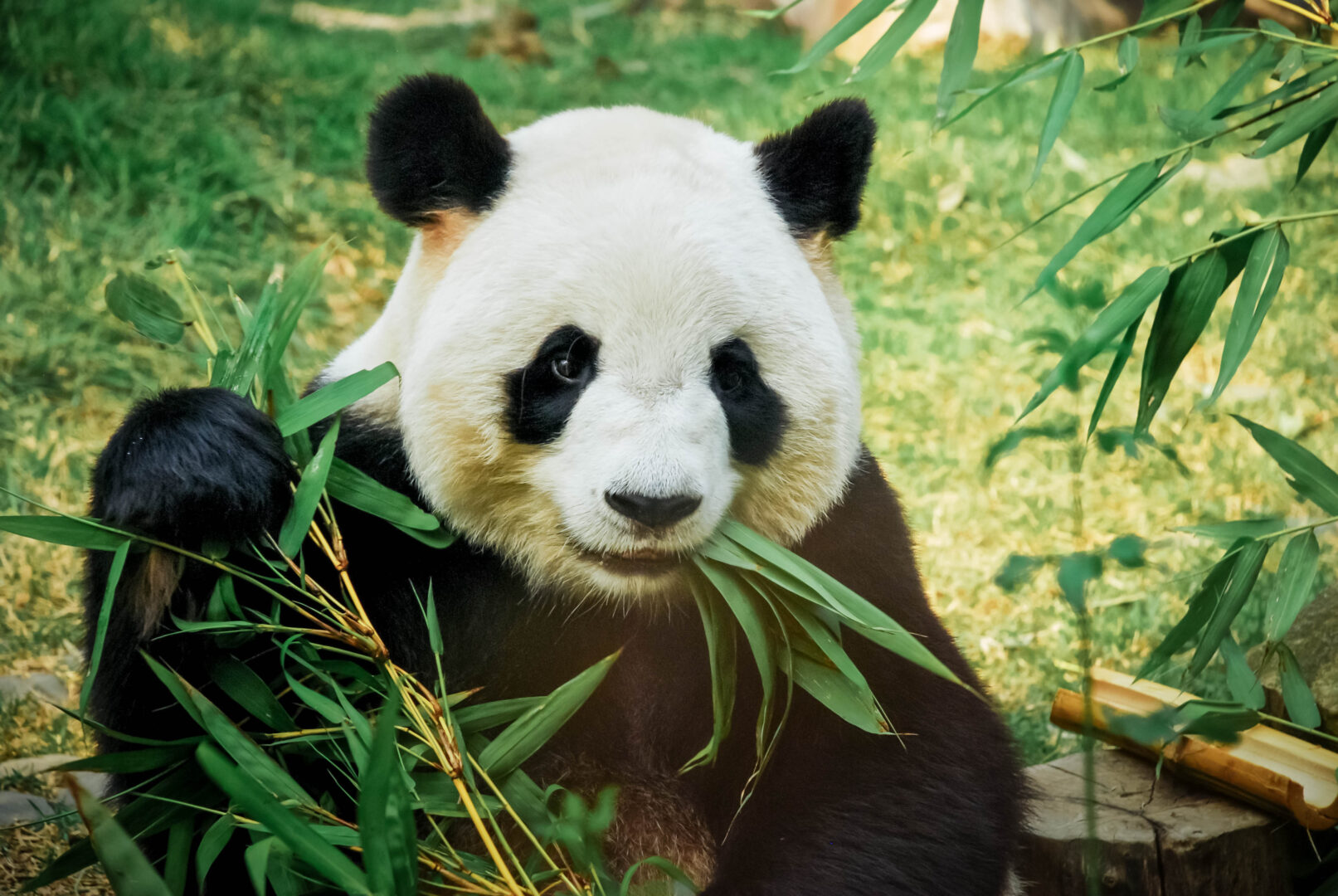 Approcher les pandas