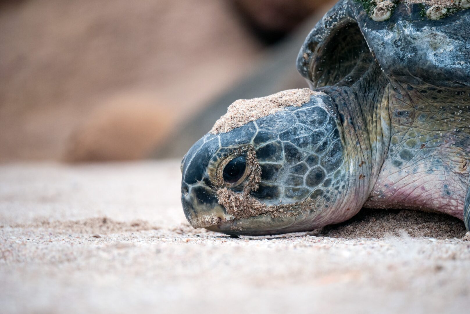 Observation des tortues vertes