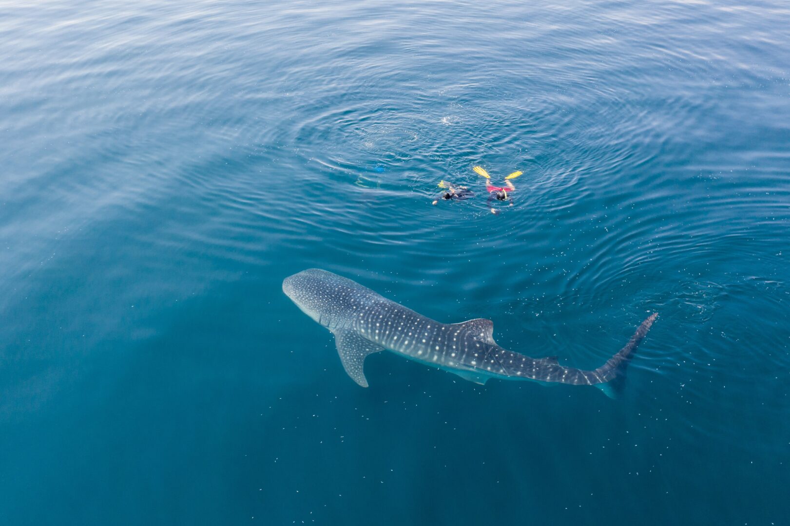 Nager avec les requins