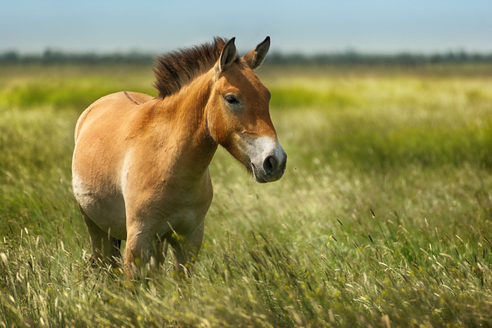 Le cheval de Przewalski