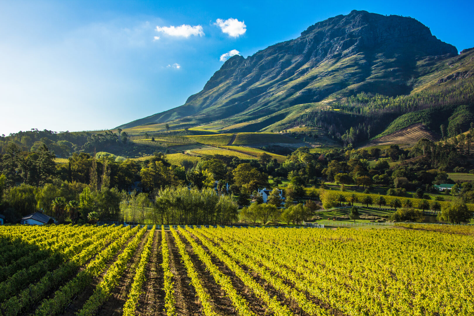 À cheval dans les vignobles