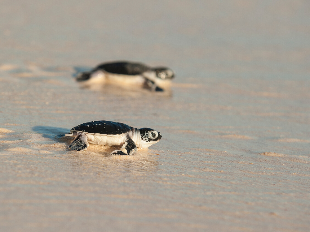 Tortues de Sukamade