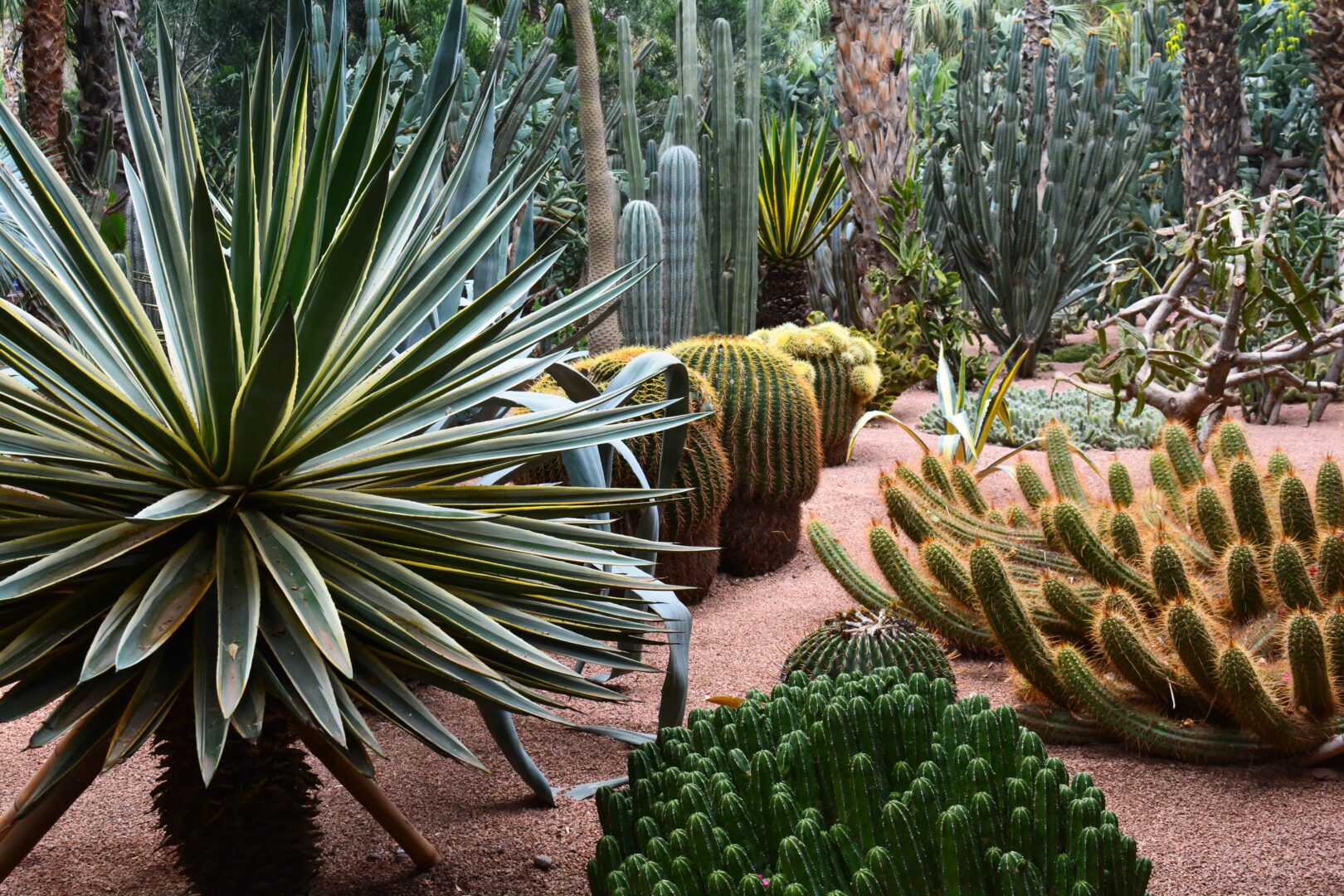 Déjeuner dans la cactuseraie de Marrakech
