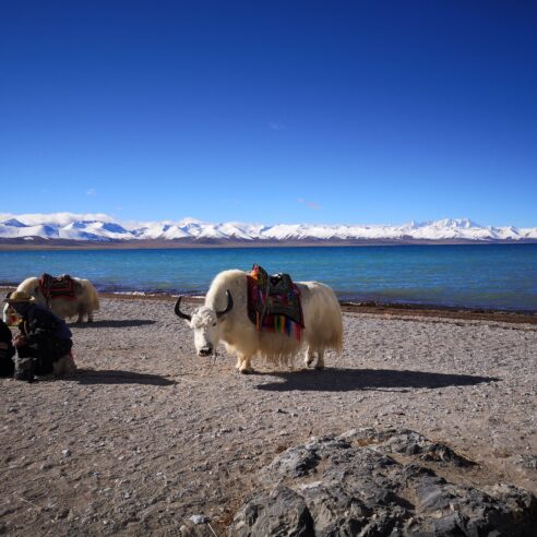 Tibet