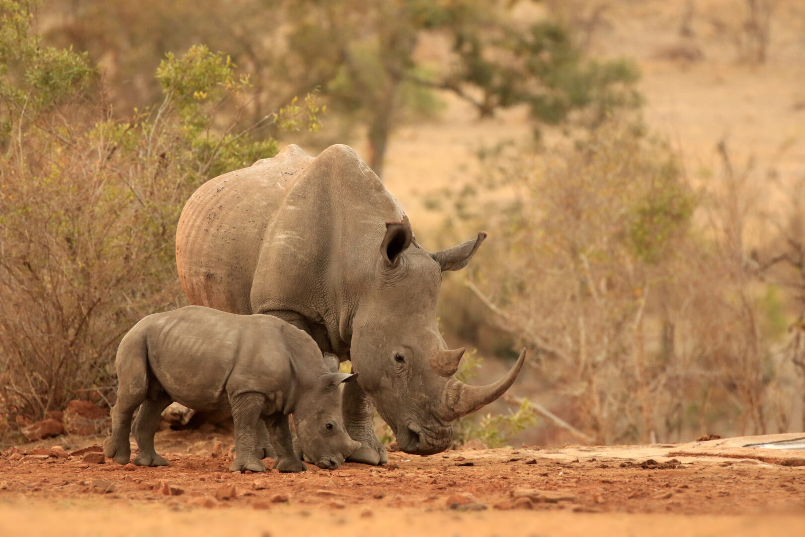 Approcher les rhinocéros blancs
