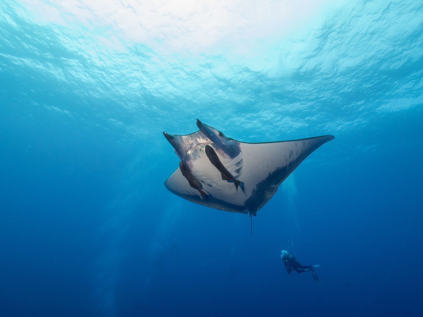 Nager avec les raies manta