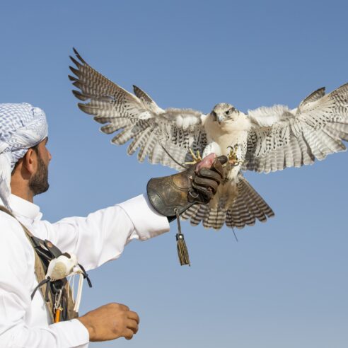 Nos expériences insolites aux Emirats Arabes Unis