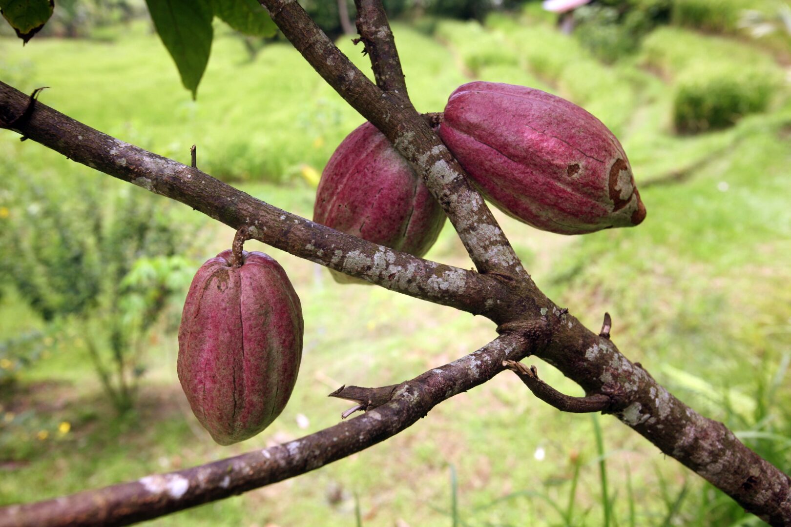 Bali Paradis du cacao