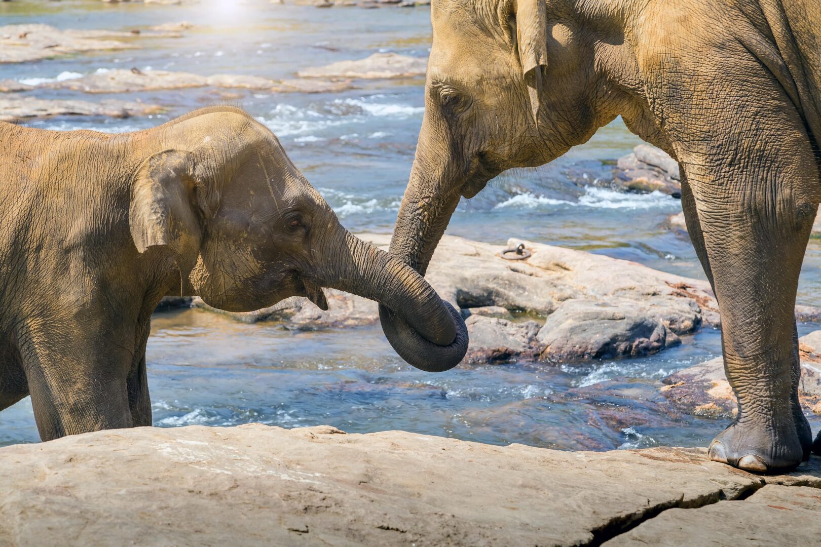 En tête à tête avec les éléphants 