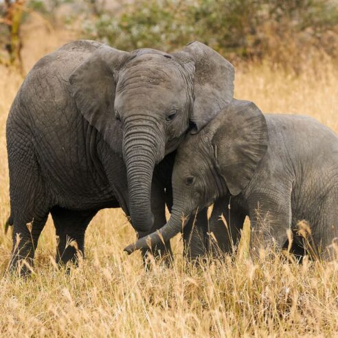 Kenya