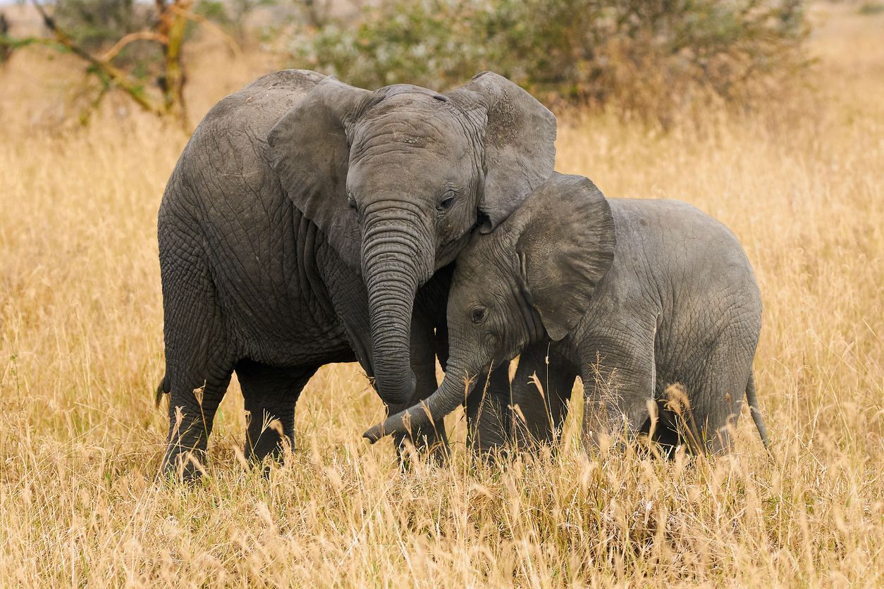 Reteti Elephant sanctuary