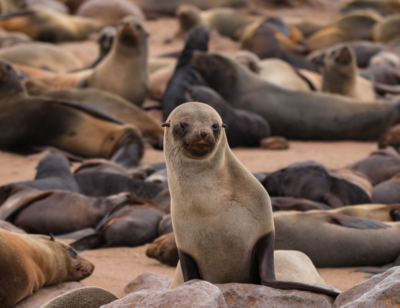 Kayak à la rencontre des otaries