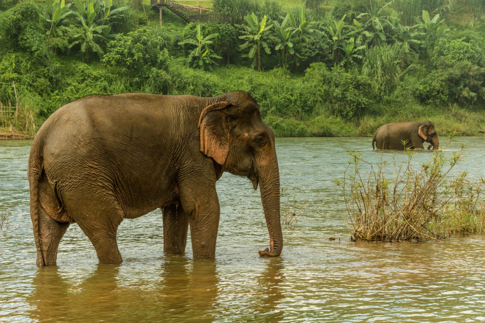 Prendre soin des éléphants