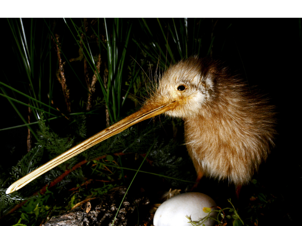Glamping au milieu des kiwis