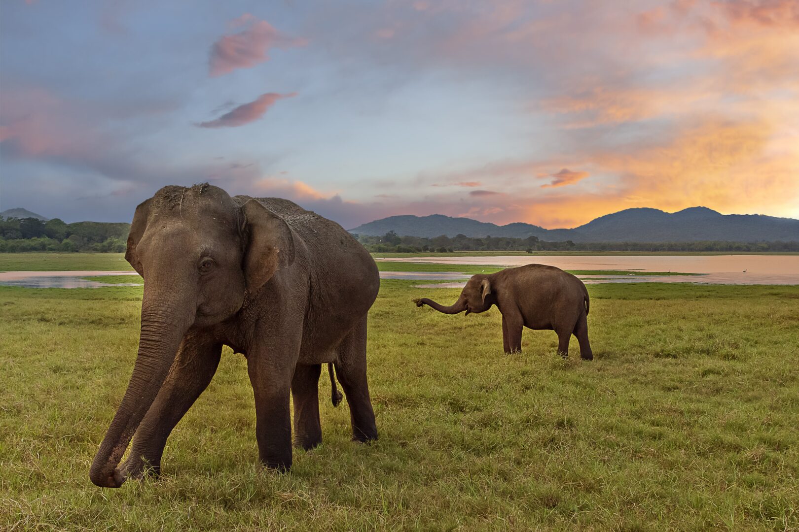 Safari sur le lac