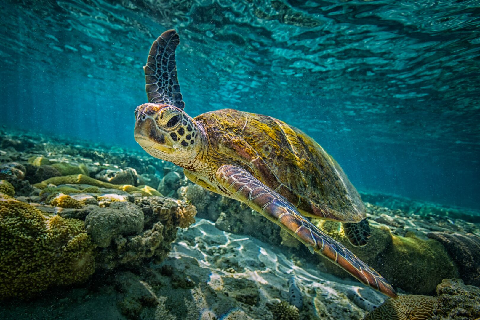 Radeau bambou et tortues marines