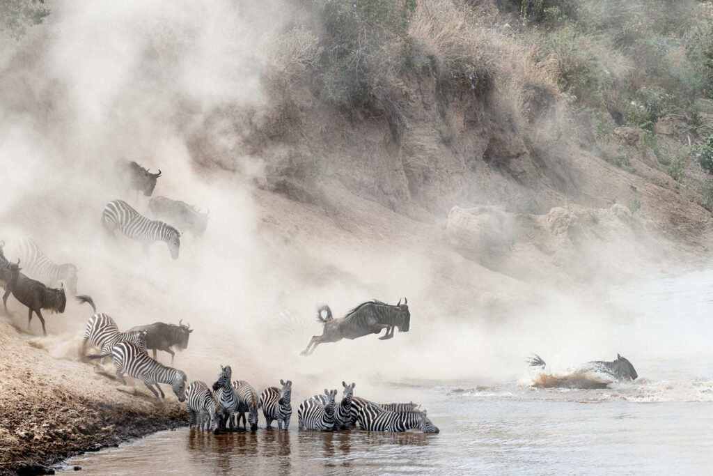 La Grande Migration : voyage au cœur du dernier grand spectacle sauvage