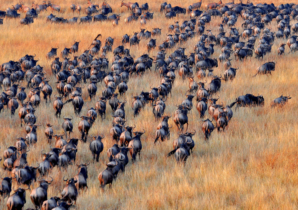 La Grande Migration : voyage au cœur du dernier grand spectacle sauvage