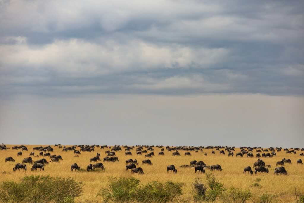 La Grande Migration : voyage au cœur du dernier grand spectacle sauvage